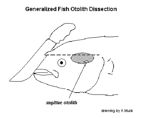 Generalized Disection Figure 3