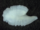 rockfish otolith